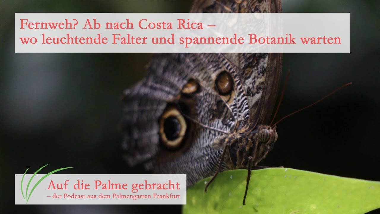 An diesem Sehnsuchtsort warten leuchtende Falter & spannende Botanik - Auf die Palme gebracht #20