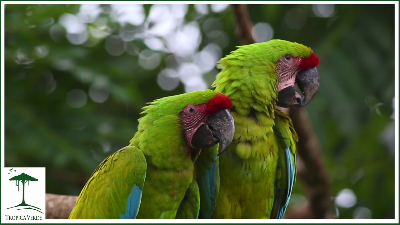 TROPICA VERDE - Verein zum Schutz tropischer Lebensräume, biologischer Vielfalt und bedrohter Arten
