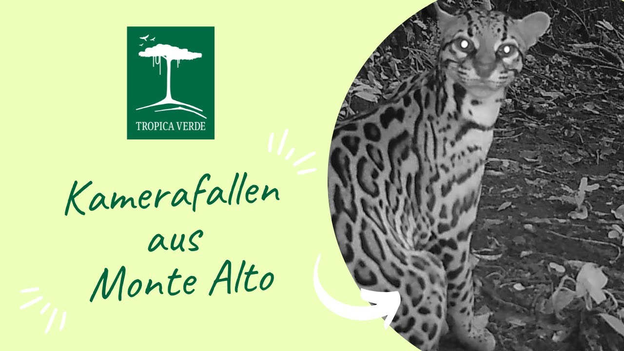 Kamerfalle Monte Alto Reserva Natural (spanisch)
