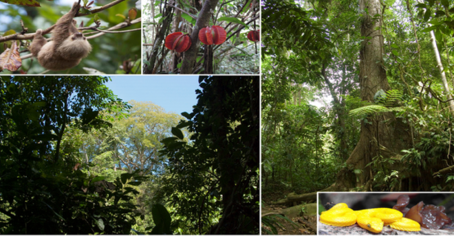 Regenwaldschutz gegen Wilderer und Holzeinschlag
