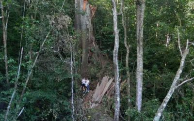 Death in Monte Alto! The fall of a giant tree with a history!