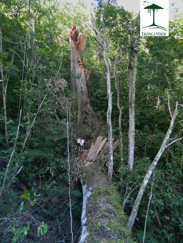 Tod in Monte Alto! Der Fall eines Baum-Riesens mit Geschichte!