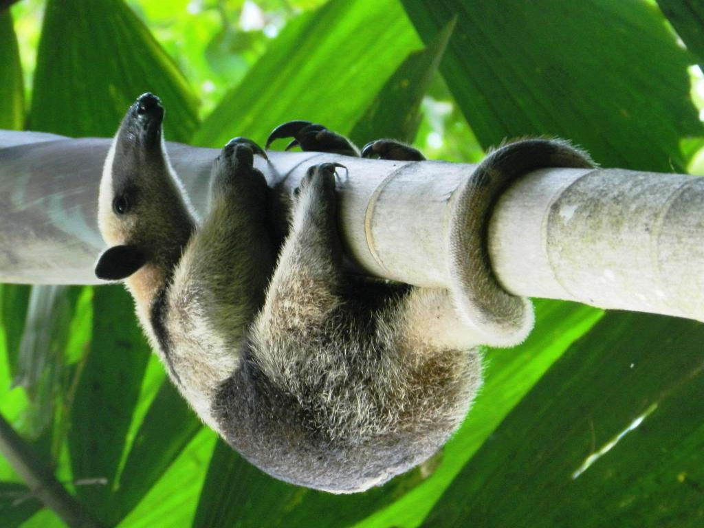 Ameisenbär sucht Frau!