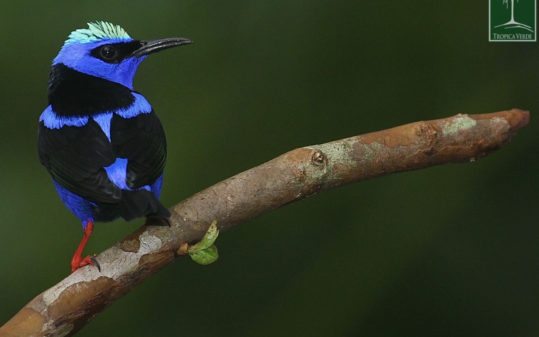 Geheimnisse im Regenwald: Was man auf einer Kurzreise durch Costa Rica so alles entdecken kann…