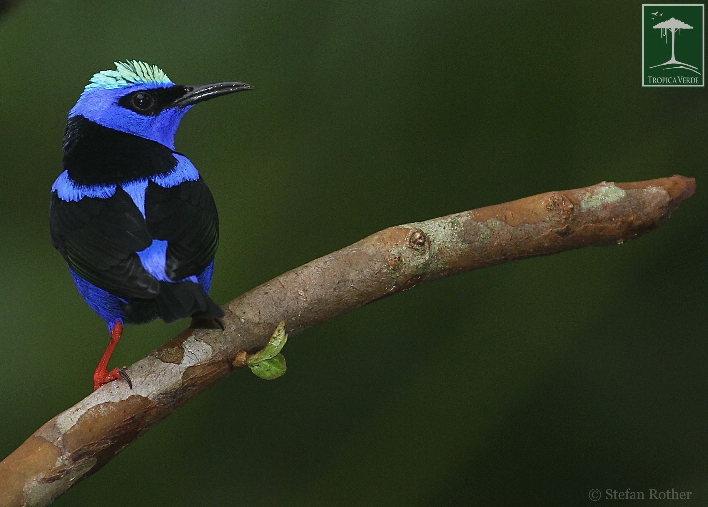 Geheimnisse im Regenwald: Was man auf einer Kurzreise durch Costa Rica so alles entdecken kann…