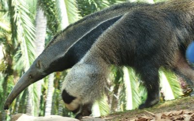 Big anteaters at Frankfurt Zoo