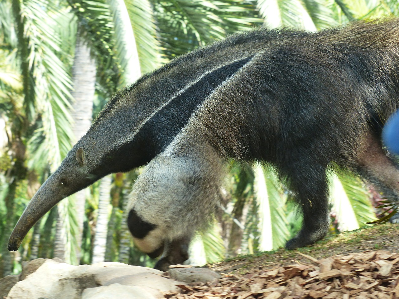 Große Ameisenbären im Frankfurter Zoo