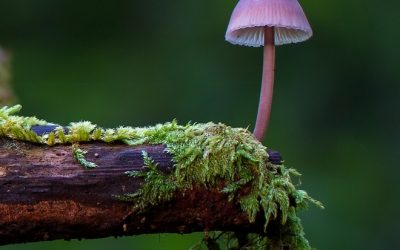 Vortrag über Pilze in Monte Alto/BioFrankfurt-Aktionswoche