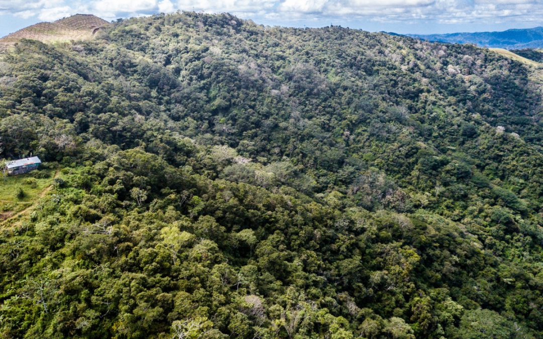 Vortrag „Tropica Verde-Naturschutzprojekte in Costa Rica – ein aktueller Überblick“ am 16.6.2018
