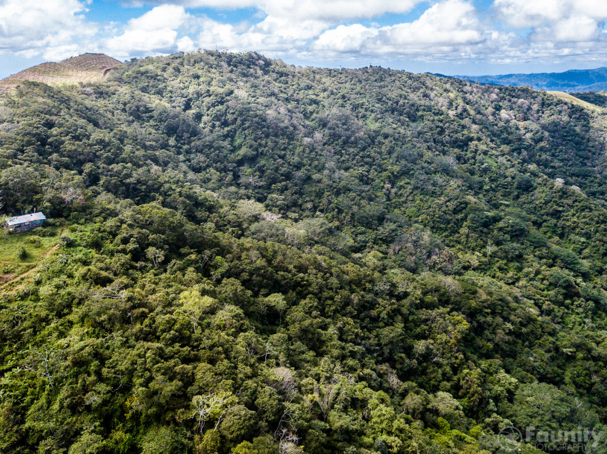 Vortrag „Tropica Verde-Naturschutzprojekte in Costa Rica - ein aktueller Überblick“ am 16.6.2018