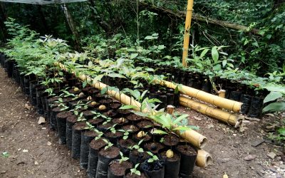 Tree nursery for the reforestation of Finca Alicia