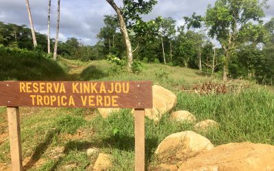 Reserva Kinkajou – Tropica Verde’s new protected area
