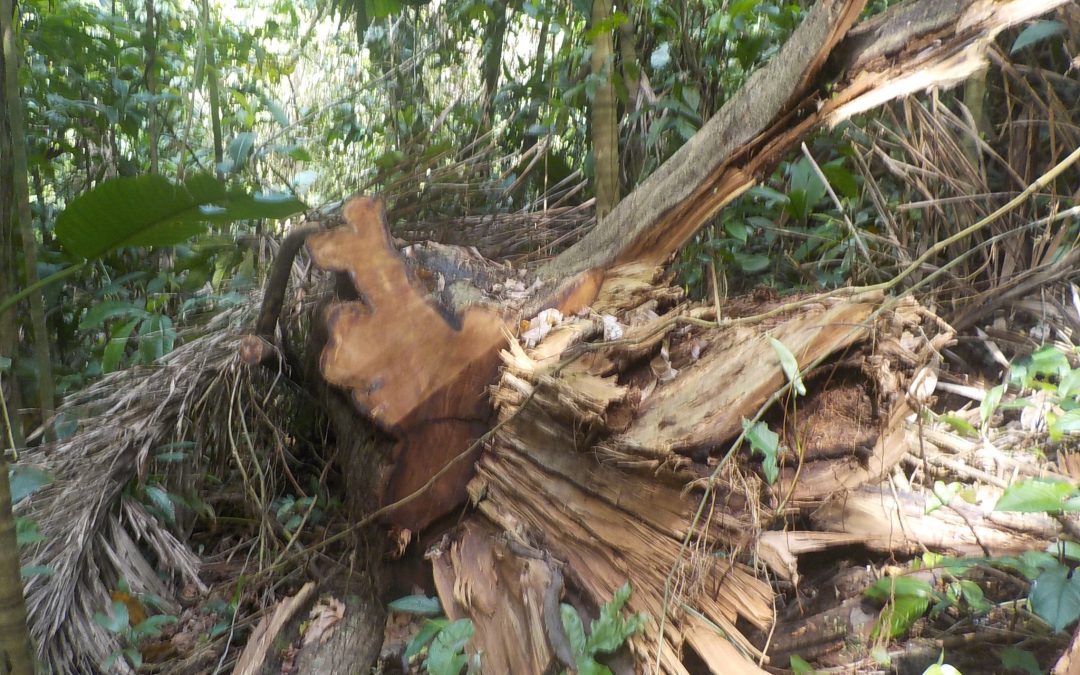 Bedrohung unseres Waldes durch illegale Holzwirtschaft!