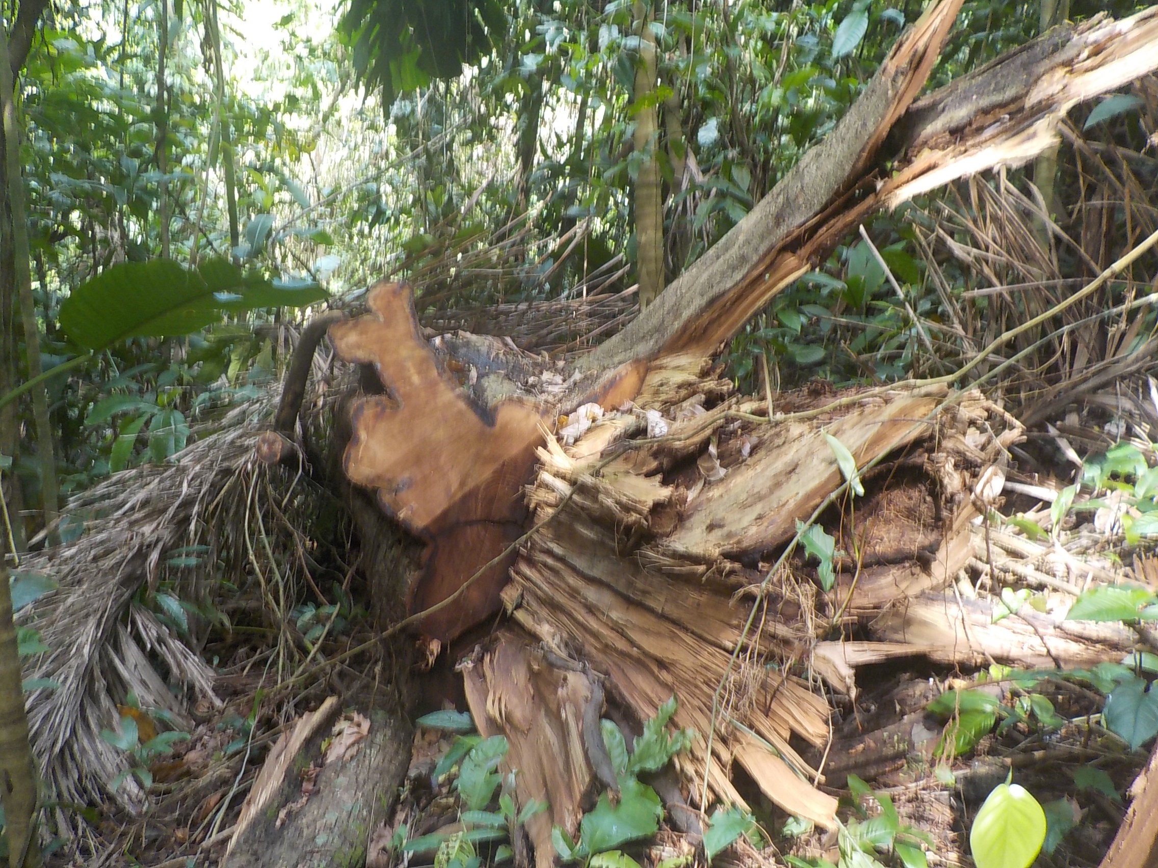 Bedrohung unseres Waldes durch illegale Holzwirtschaft!