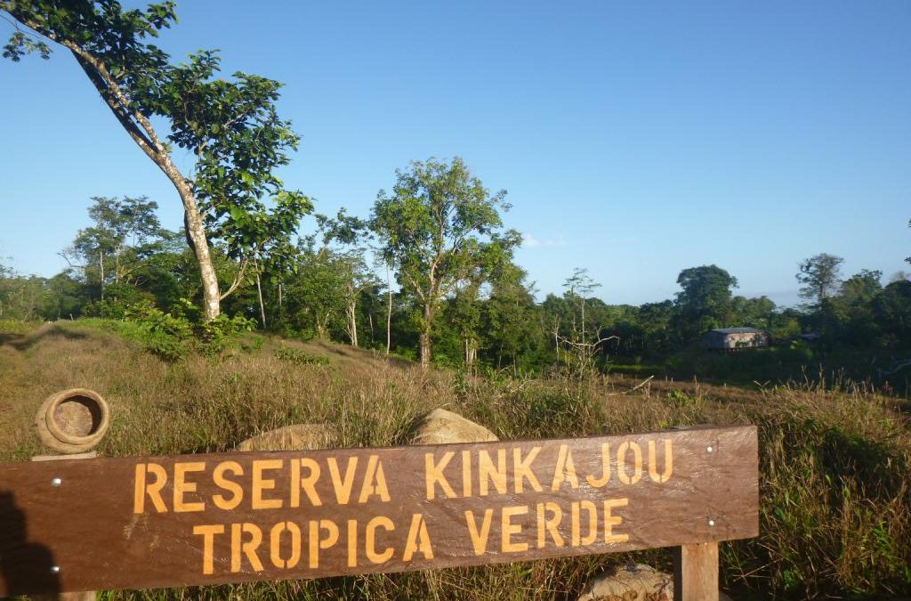 Besuch der Reserva Kinkajou – Ein Bericht von Tina Kitzing