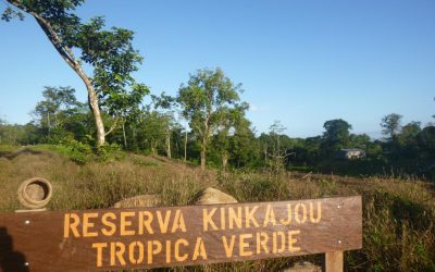 Visit to Reserva Kinkajou – A report by Tina Kitzing