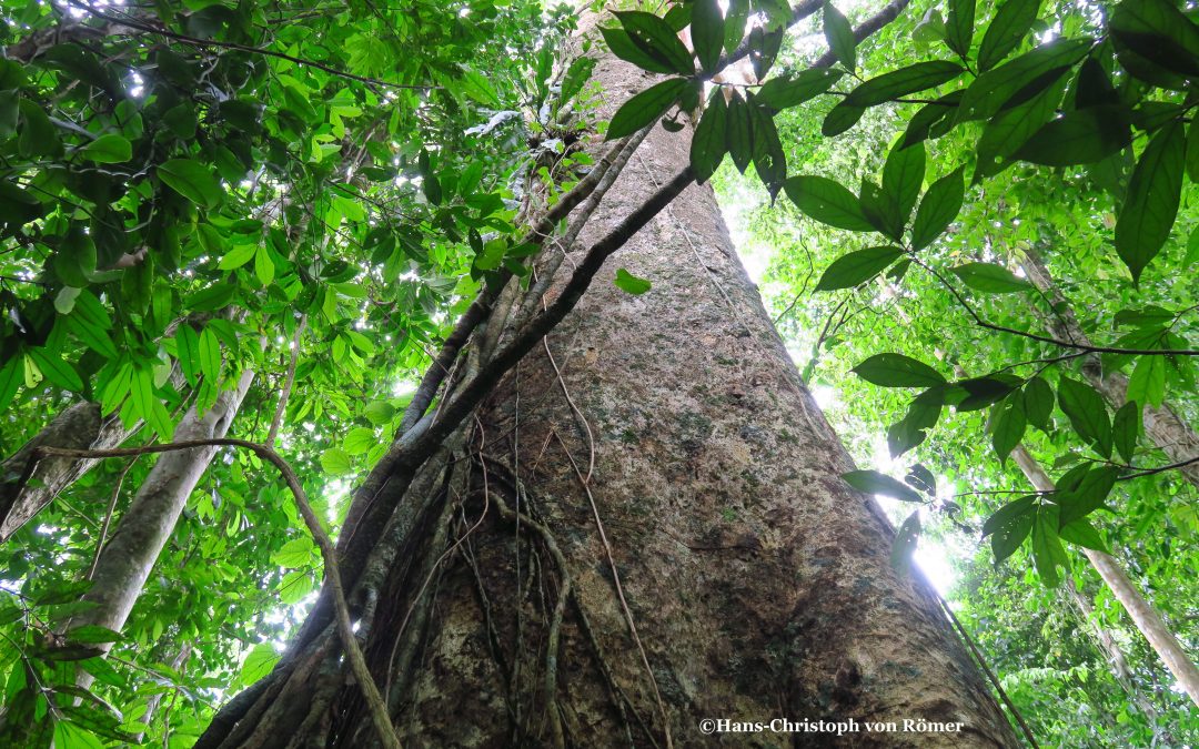 „30 Jahre Tropica Verde – 30 Jahre Erhalt der Biodiversität“