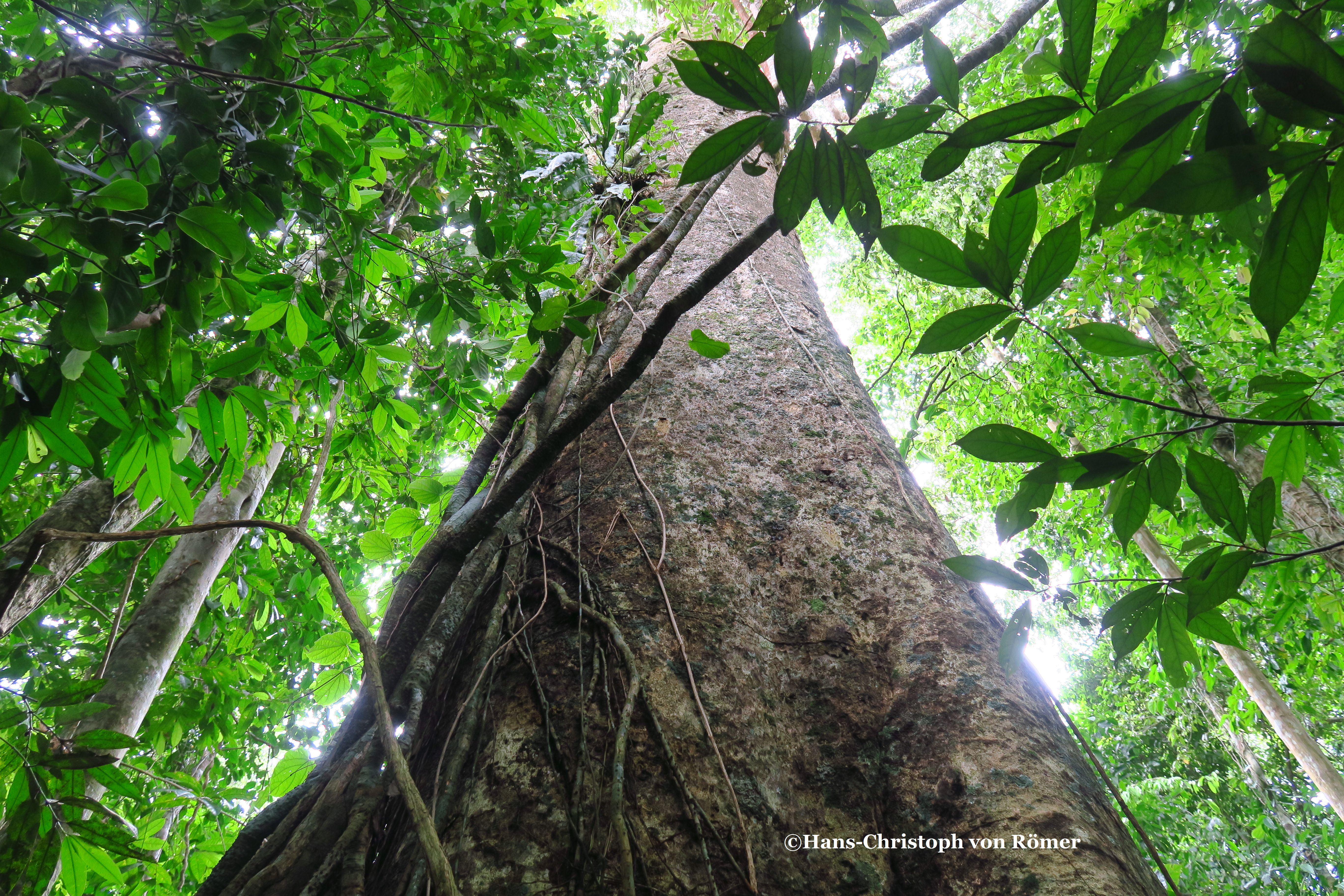 „30 Jahre Tropica Verde – 30 Jahre Erhalt der Biodiversität“