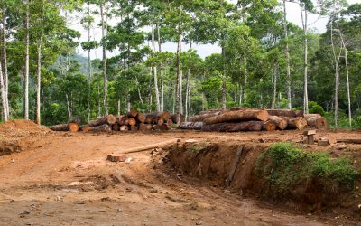 Abholzung in Costa Rica 2026: Illegale Rodungen bedrohen Regenwald und Rechtsstaat