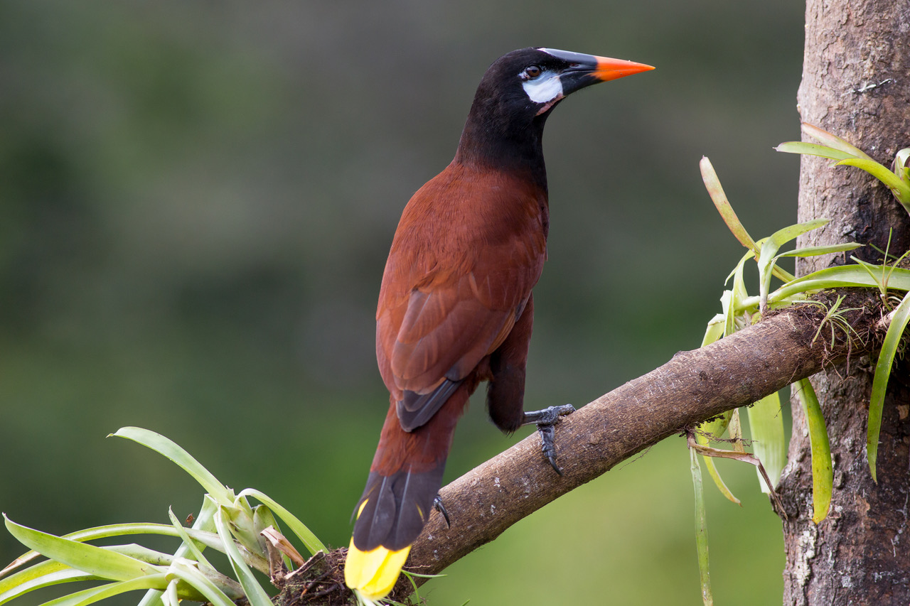 Futterbäume für exotische Vogelarten