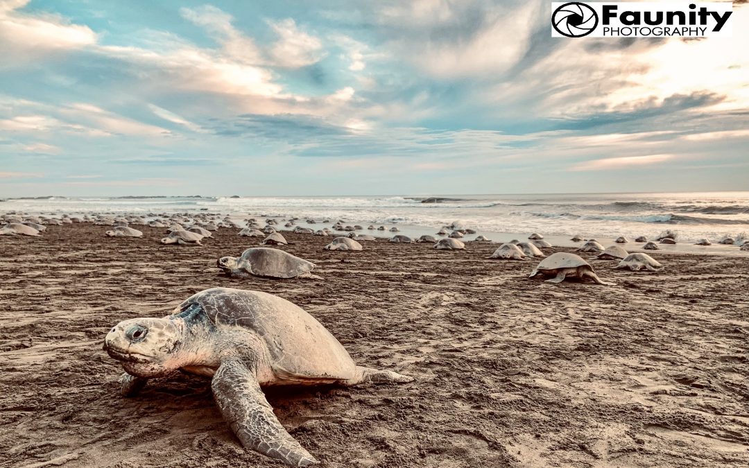 Arribada – Die Ankunft der Meeresschildkröten