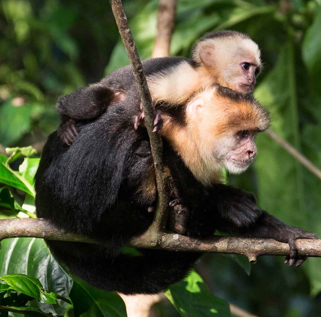 Kappuziner Affe mit Baby