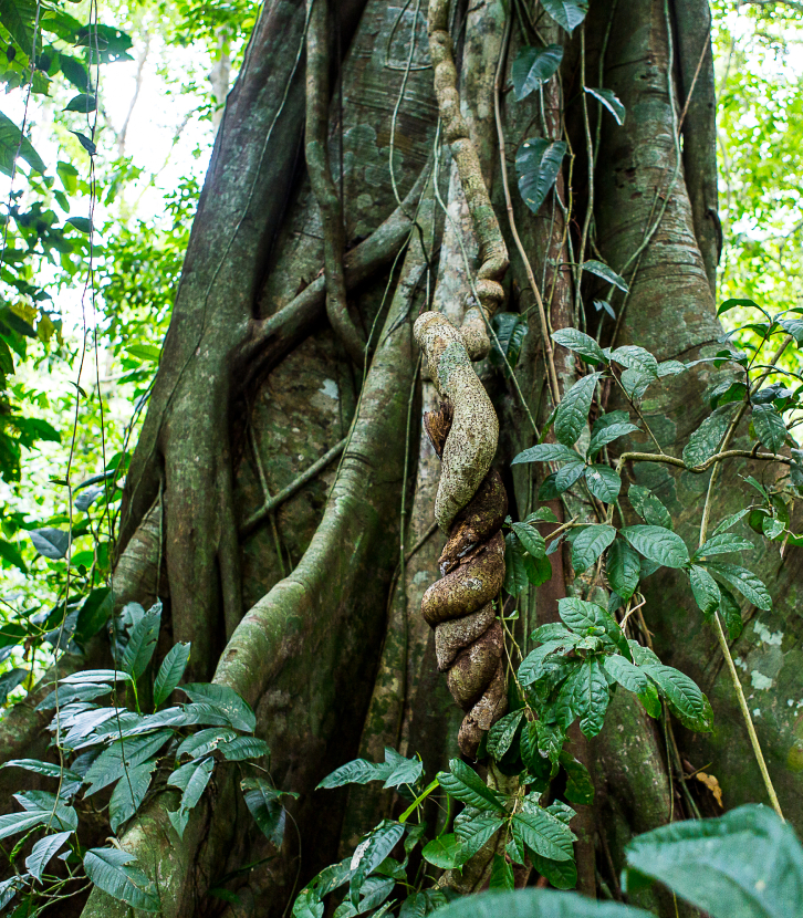 wissen baum