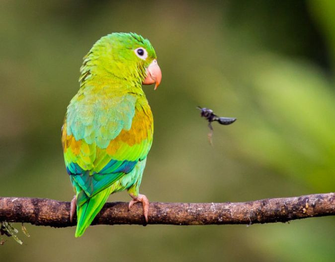 Amazone-trifft-auf-Wespe und Papagei im Regenwald bei Boca-Tapada