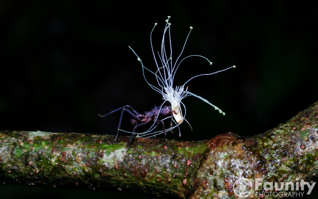 Hormiga cortadora de hojas Siquirres con semillas