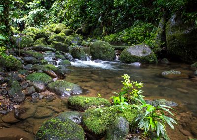 Fluss Reserva Kinkajou Costa Rica Naturschutz