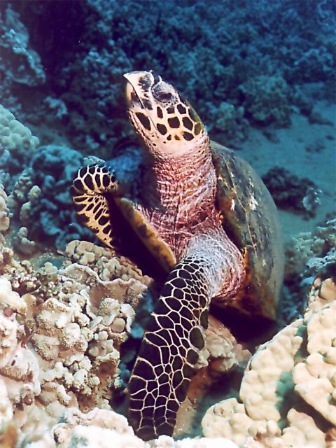 Eine echte Karettschildkröte in den Gewässern vor Costa Rica.