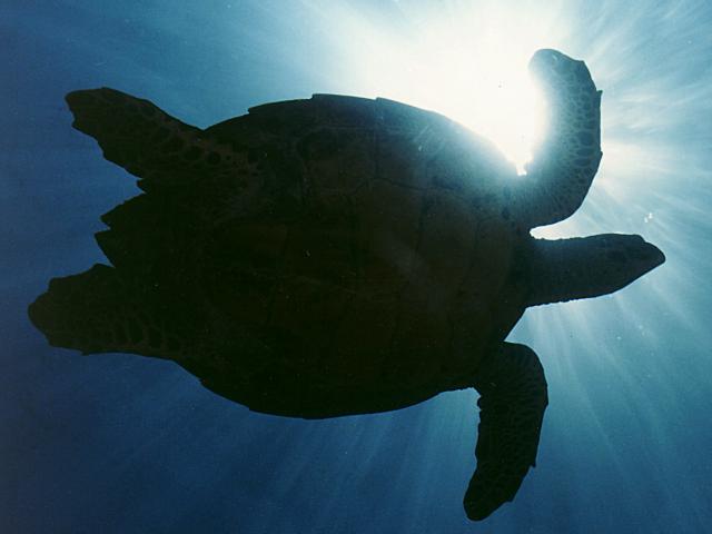 Eine echte Karettschildkröte schwimmt durchs Meer. 