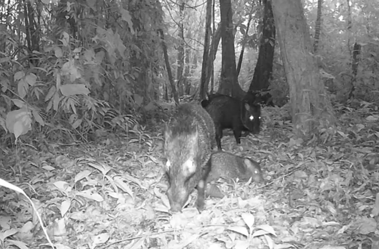 Neugiernasen auf der Reserva Kinkajou