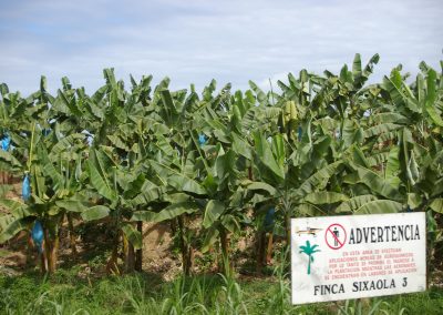 Im Süden Costa Ricas gibt es viele Bananen-Plantagen