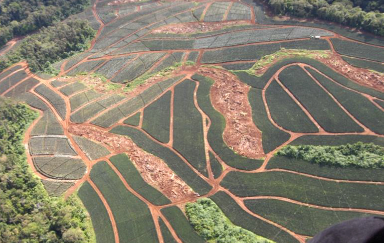 Pineapple monoculture from the air