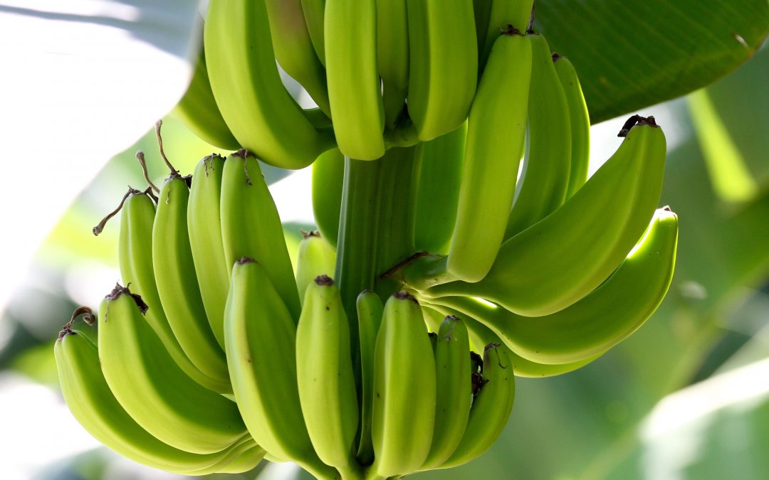 ¿Todo plátano o qué? Contaminación del río Sixaola por pesticidas