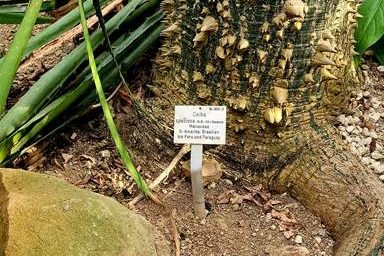 Monte Alto Ceiba Regenwaldschutz