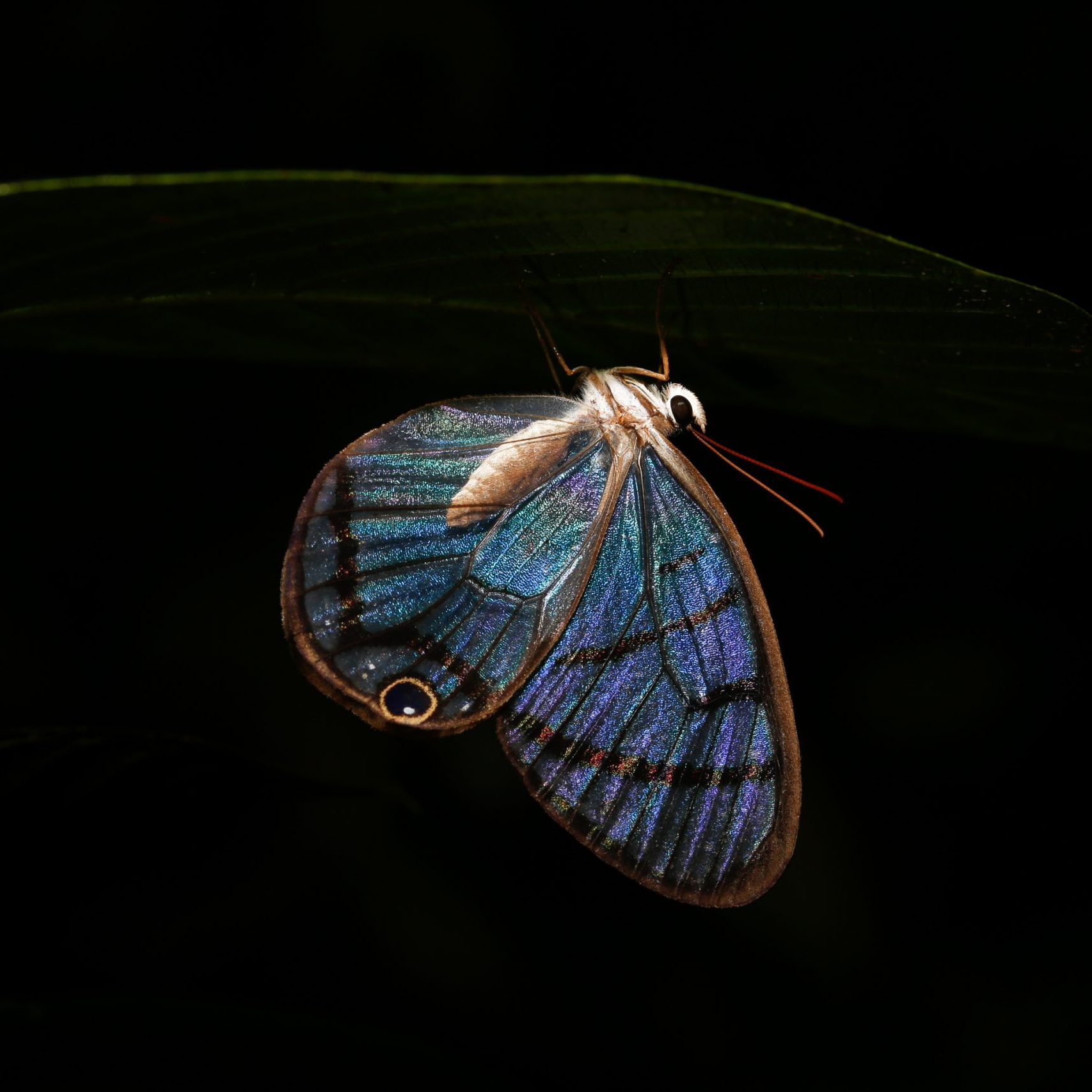 Glasfalter,Reserva Kinkajou © Stefan Rother Faunity Projektleiter Miguel Mendez mit den gesunden Bäumchen einer Baumschule in Monte Alto