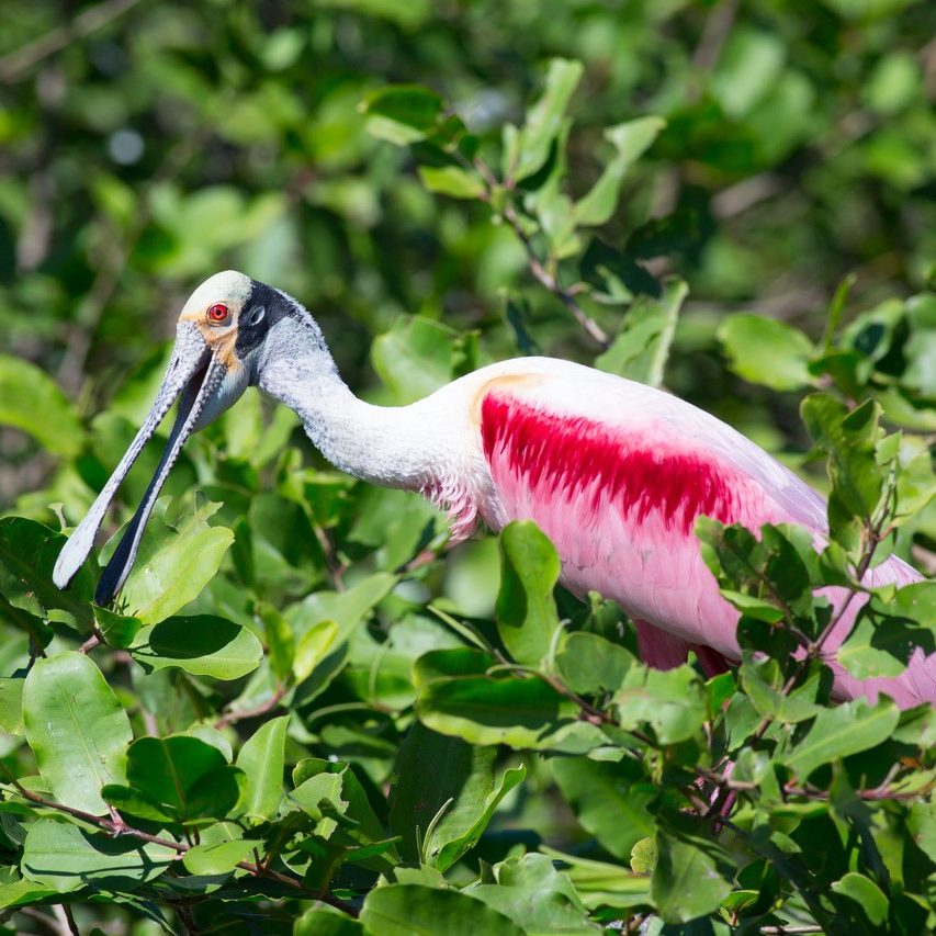 Grosser Vogel: der Rosa Löffler Urlaub Costa Rica