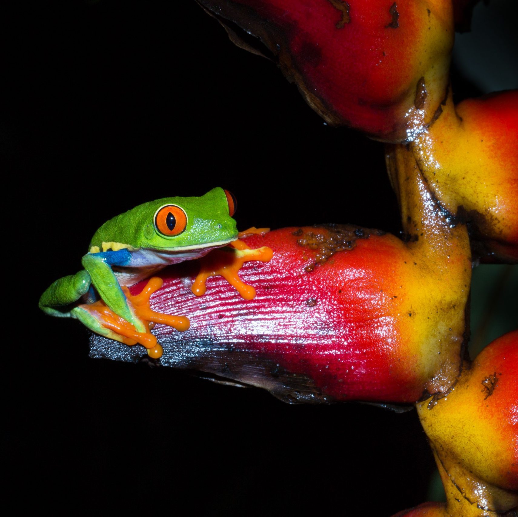 Rotaugenlaubfrosch Die kleinen Brüllaffen sind im gesamten Tal zu hören. Aber es ist friedliches Gebrüll und sie zeigen nur an: Dieser leckere Baum ist schon von uns besetzt. So muss man nicht kämpfen!