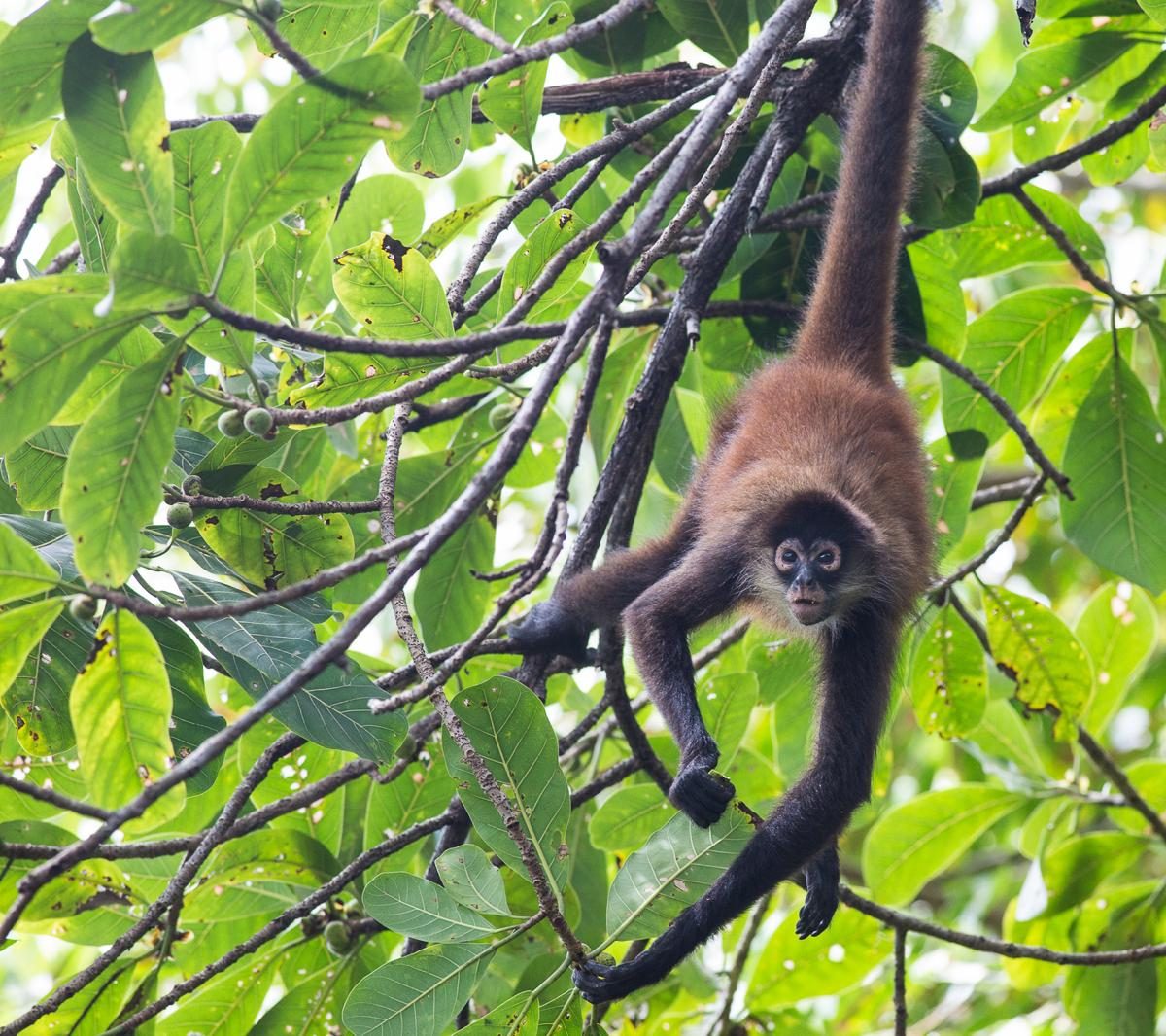 Arten die ebenfalls vom Arboles y Plumas Projekt profitieren sind z.B. die Klammer-Affen (Spinnen Affen) Der Tamandua (kleiner Ameisenbär) auf der Suche nach seiner Lieblingsspeise