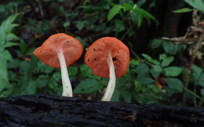 Home 13 06.07.2026 | SAVE THE DATE: Von wilden Parasiten und Insektenfreunden