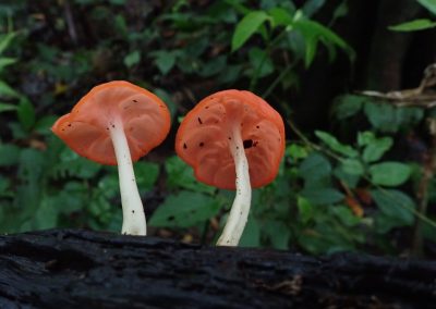 Home 17 06.07.2026 | SAVE THE DATE: Von wilden Parasiten und Insektenfreunden