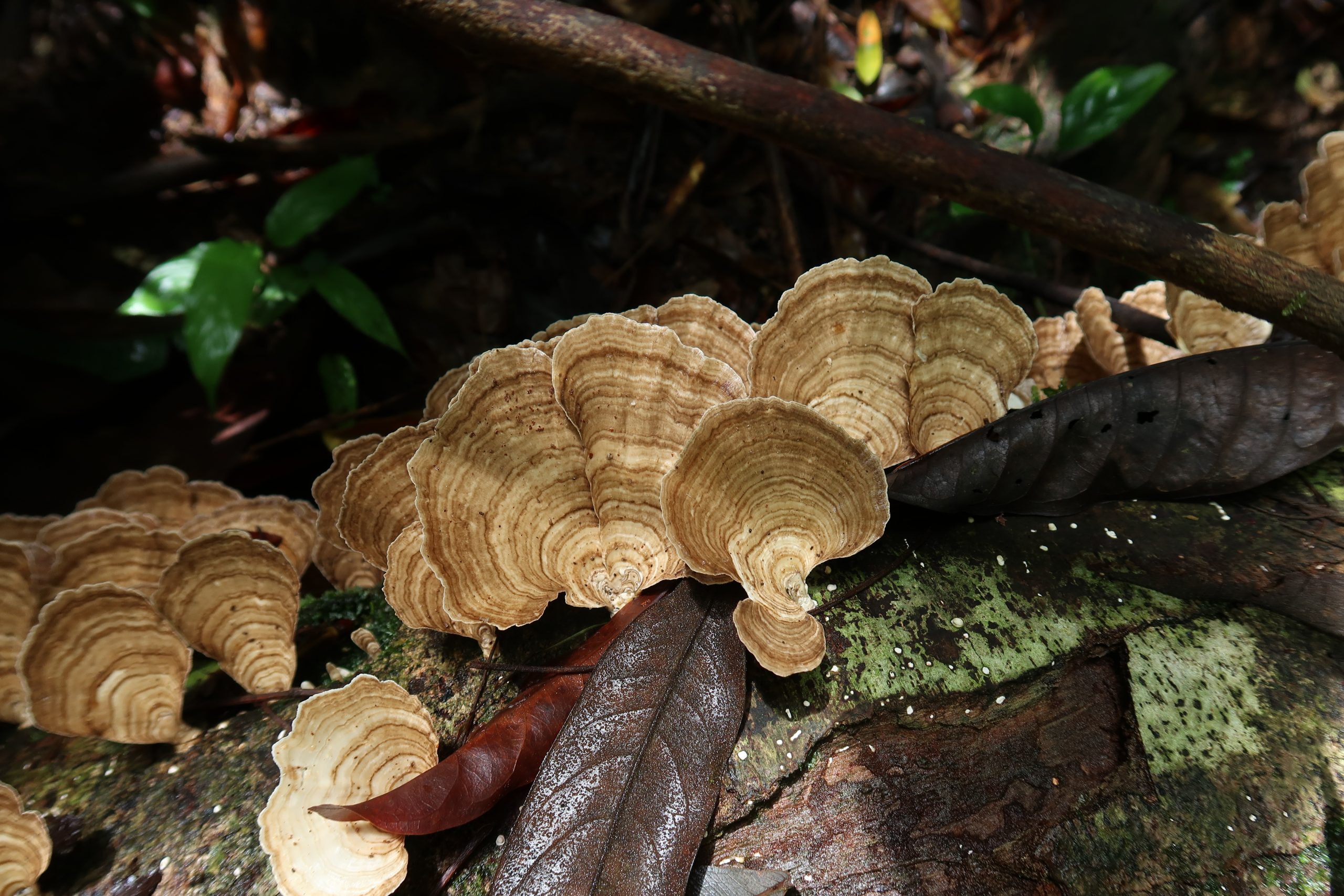 Cubamyces Trametes menziesii La Gamba Costa Rica Aug 2023 5 scaled