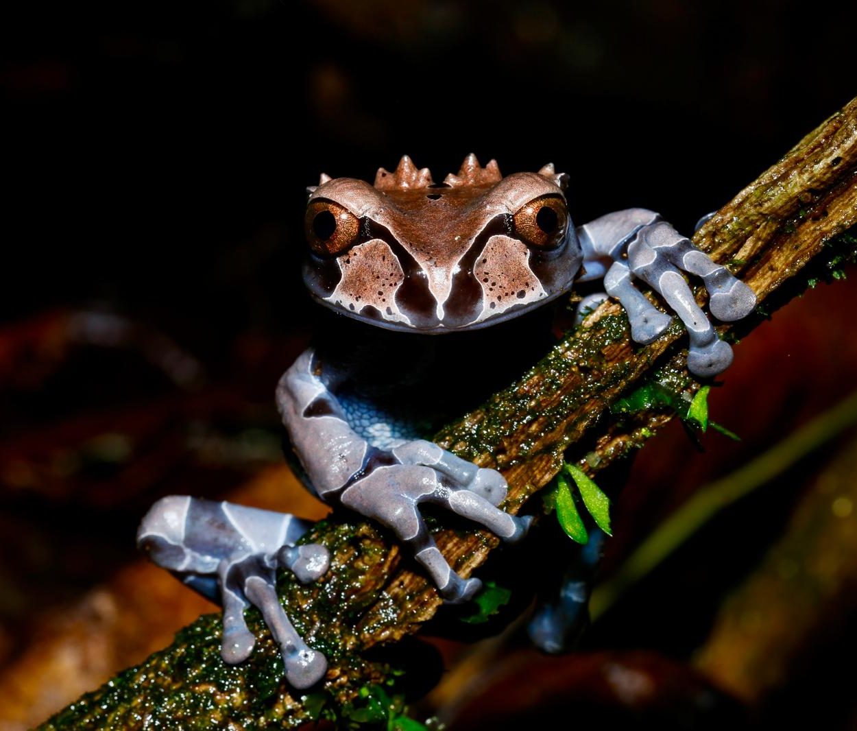 Seltener Kronenlaubfrosch Die kleinen Brüllaffen sind im gesamten Tal zu hören. Aber es ist friedliches Gebrüll und sie zeigen nur an: Dieser leckere Baum ist schon von uns besetzt. So muss man nicht kämpfen!