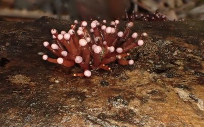 Der Regenwald Costa Ricas birgt ein verborgenes Königreich