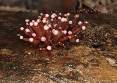 Home 13 Der Regenwald Costa Ricas birgt ein verborgenes Königreich