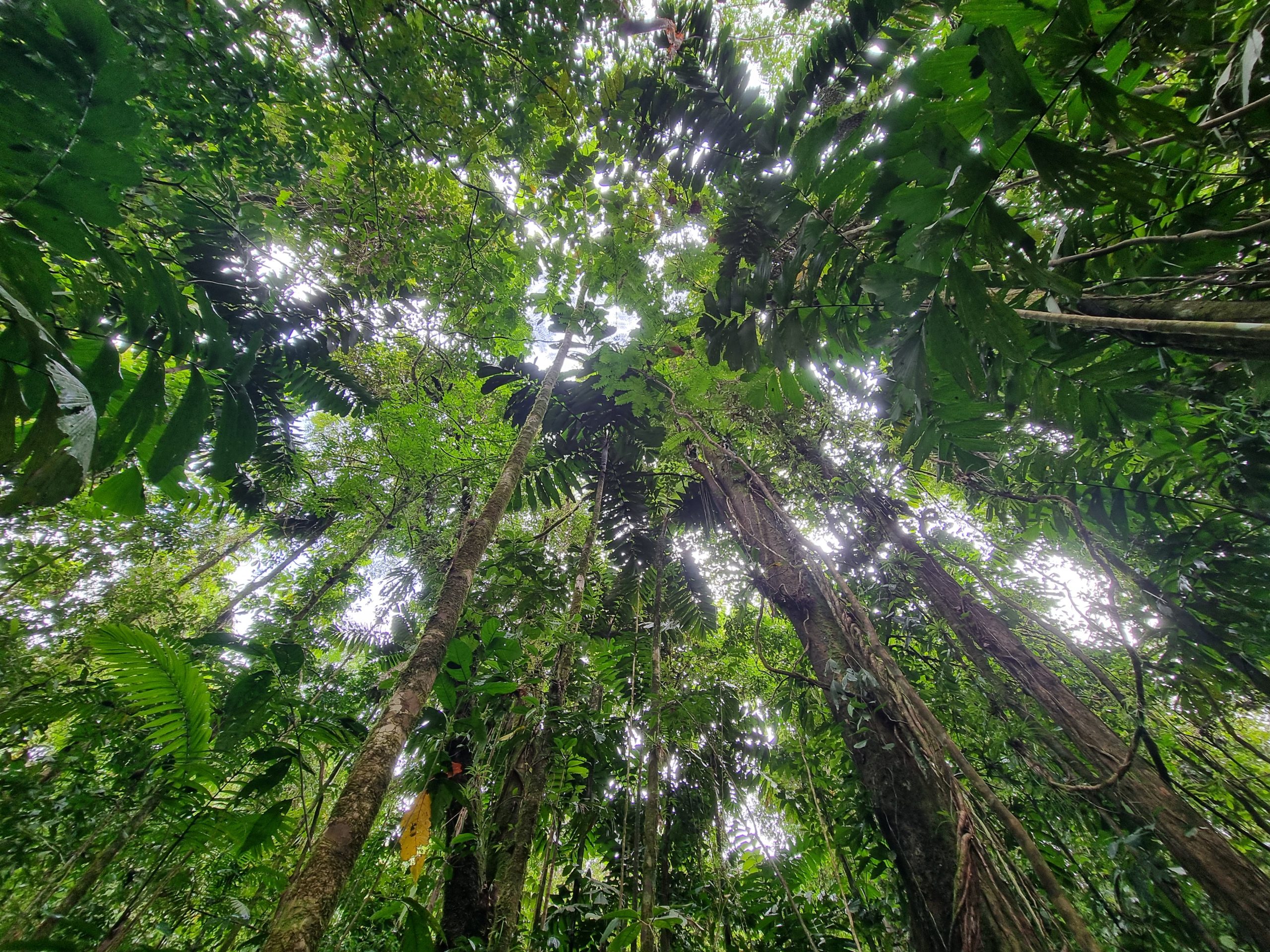 Wald Finca Alexis Costa Rica Sept 2024 9 toll scaled