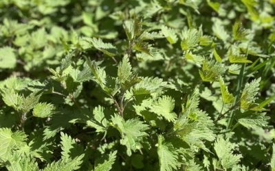 Brennnessel statt Superfood aus aller Welt – das heimische Powerfood entdecken
