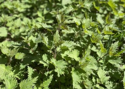 Susurros de la naturaleza 2 Ortiga en lugar de superalimentos de todo el mundo: descubre la comida energética local